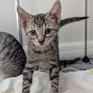 Dusty Noodles, Baby Male Domestic Short Hair