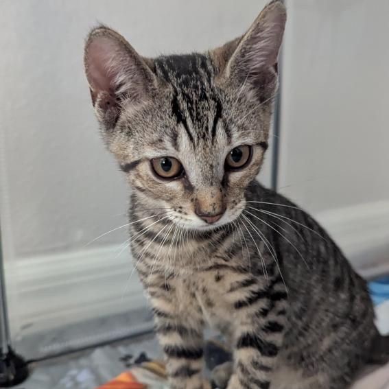 Milo Thunderpaws