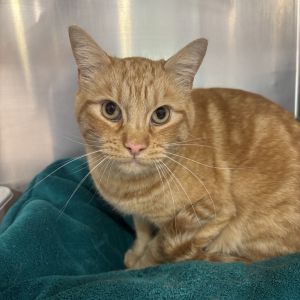 Herald Domestic Short Hair Cat
