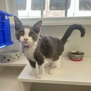 Porsche FC Laura S, Baby Female Domestic Short Hair