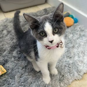 Catillac FC Laura S, Baby Male Domestic Short Hair