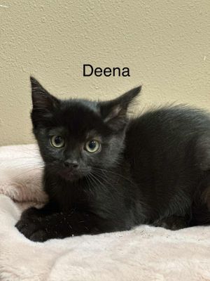 Deena, Baby Female Domestic Short Hair