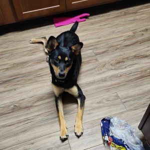 Brownie Mixed Breed Dog