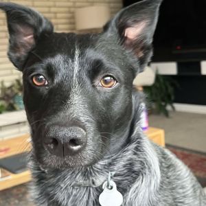 Bonnie Cattle Dog Dog