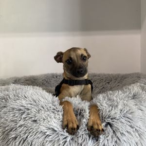 Finn Chihuahua Dog
