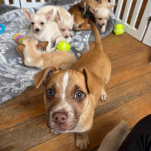 Waffle was rescued in Okanogan County with his sister Pancake This little lover boy is obsessed wi