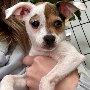 Zelie Chihuahua Dog