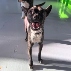 Meet Kenny the coolest pup somehow STILL in search of his forever home At just 15 years old he
