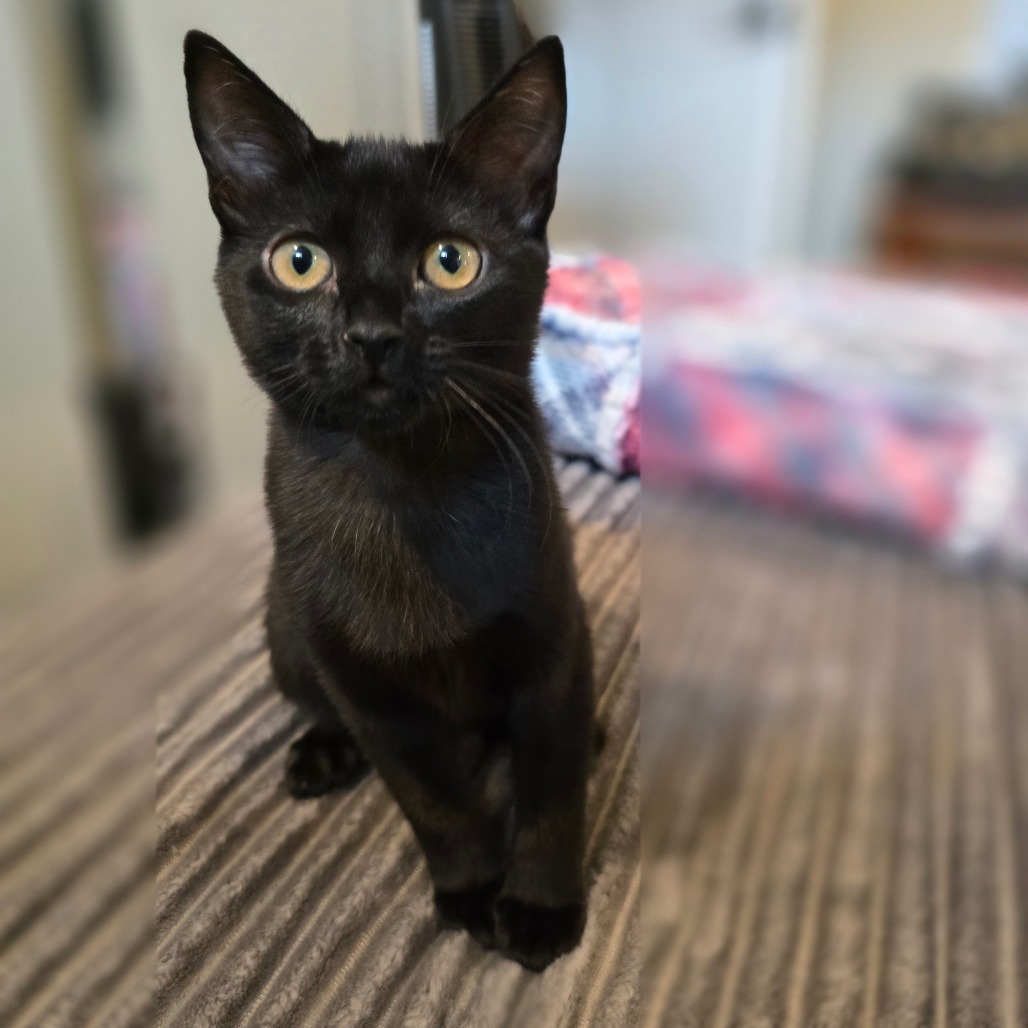 Whitney Houston, an adoptable Domestic Short Hair in Talent, OR, 97540 | Photo Image 1