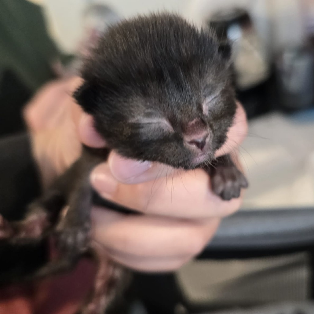 Whitney Houston, an adoptable Domestic Short Hair in Talent, OR, 97540 | Photo Image 2