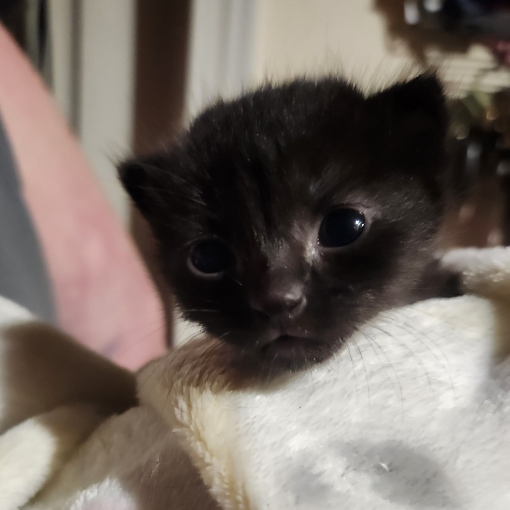 Whitney Houston, an adoptable Domestic Short Hair in Talent, OR, 97540 | Photo Image 3