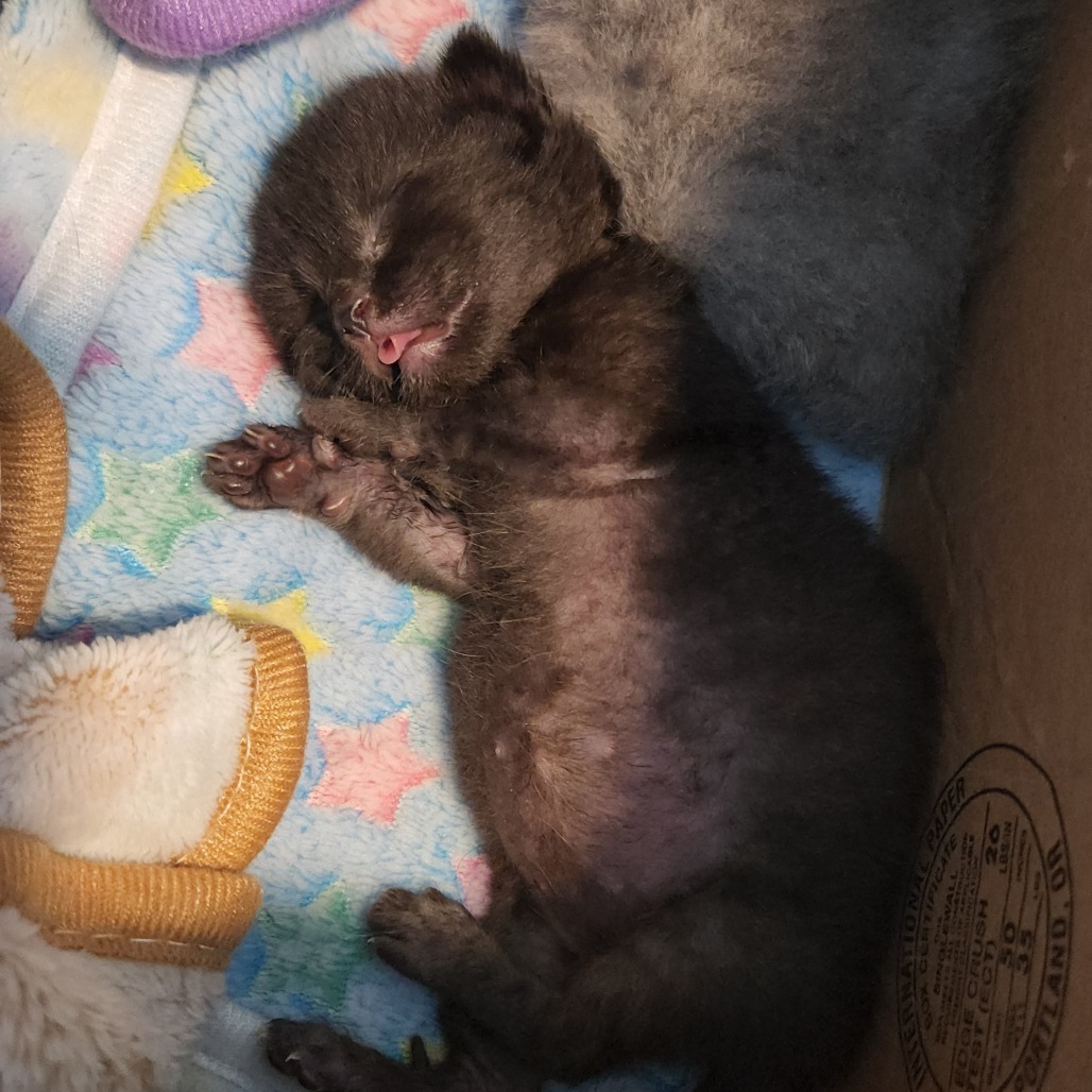 Whitney Houston, an adoptable Domestic Short Hair in Talent, OR, 97540 | Photo Image 4