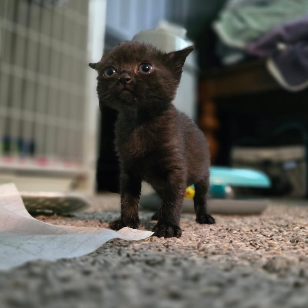 Whitney Houston, an adoptable Domestic Short Hair in Talent, OR, 97540 | Photo Image 5