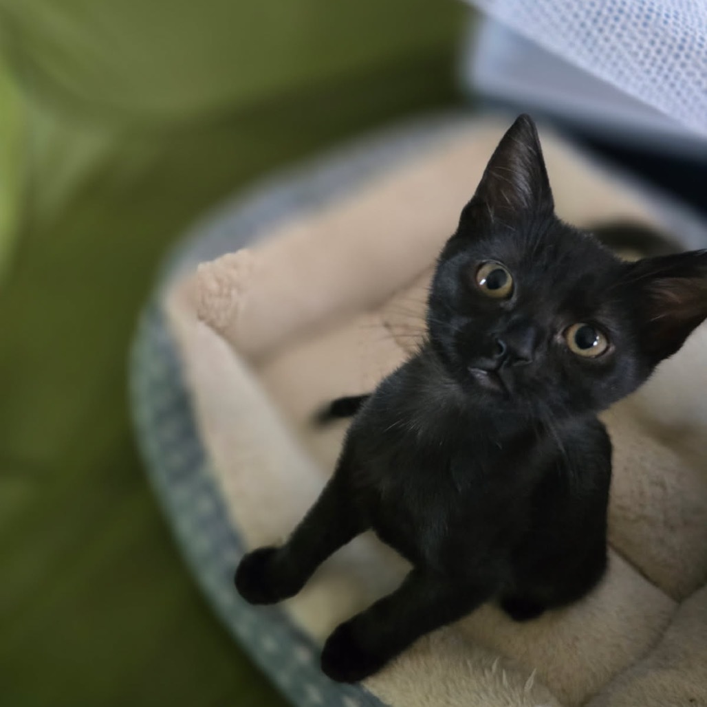 Whitney Houston, an adoptable Domestic Short Hair in Talent, OR, 97540 | Photo Image 6