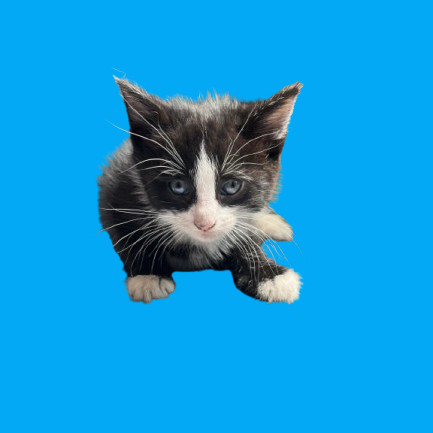 TUSC-Stray-80886_2