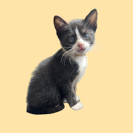 TUSC-Stray-80886