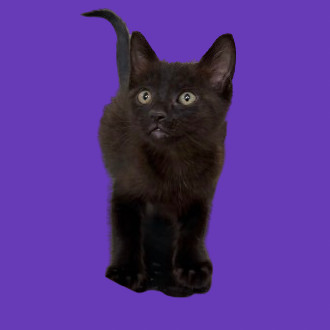 Ken, an adoptable Domestic Short Hair in Tuscaloosa, AL, 35401 | Photo Image 1