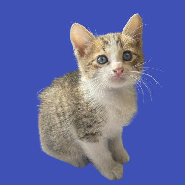 TUSC-Stray-80886_2_3_4
