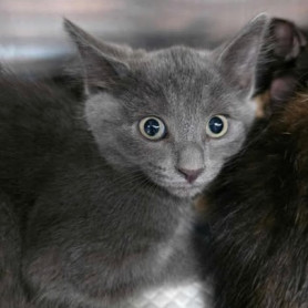 Mo, an adoptable Domestic Short Hair in Fort Collins, CO, 80526 | Photo Image 1