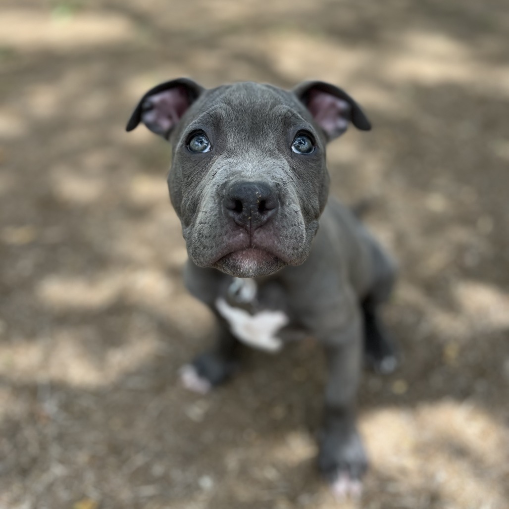 Sienna