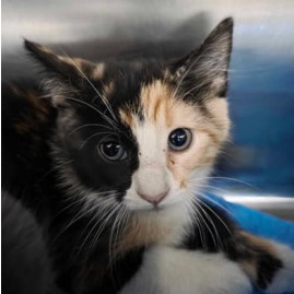 Meeny, an adoptable Domestic Short Hair in Fort Collins, CO, 80526 | Photo Image 1