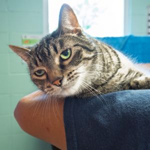 Serge, Senior Male Domestic Short Hair