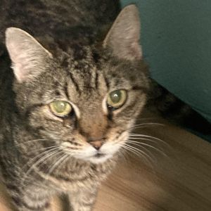 Vie, Senior Female Domestic Short Hair