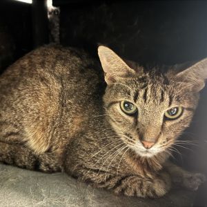 Tigger, Senior Male unknown