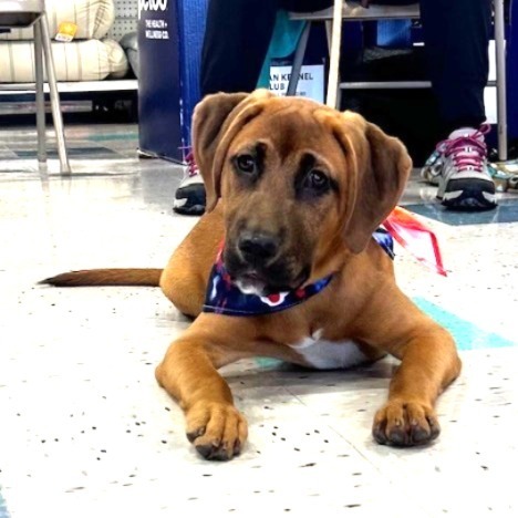 Odie