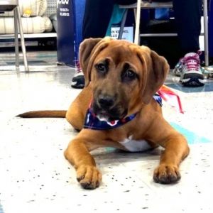 Odie, Young Male unknown