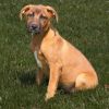 Odie photo 2