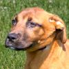 Odie photo 3