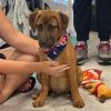 Odie photo 4