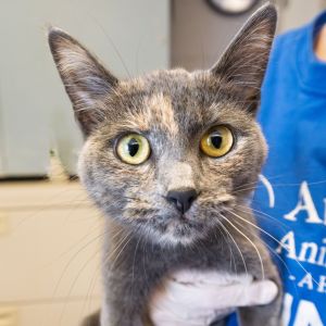 Mani, Young Female Domestic Short Hair