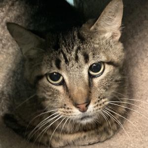 Sammy, Senior Male unknown