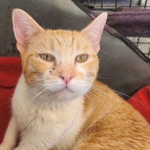 Flower Girl, Young Female Domestic Short Hair