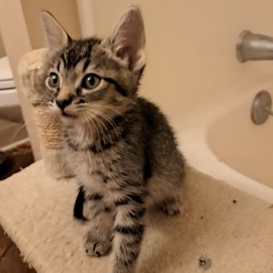 Ferrero, Baby Female Domestic Short Hair