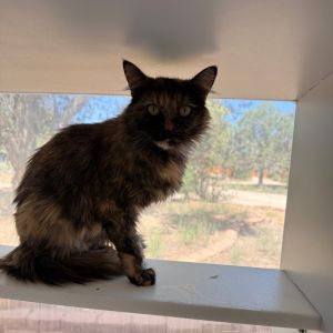 Flamingo, Adult Female Domestic Long Hair