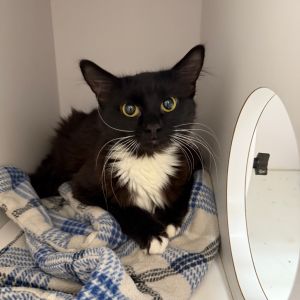 Anastasia, Adult Female Domestic Short Hair