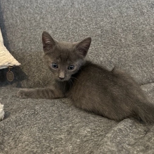 Kitten 2
