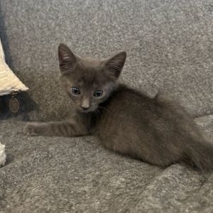 Kitten 2, Baby Male Domestic Short Hair