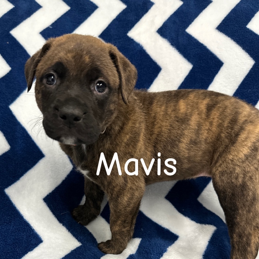 Mavis