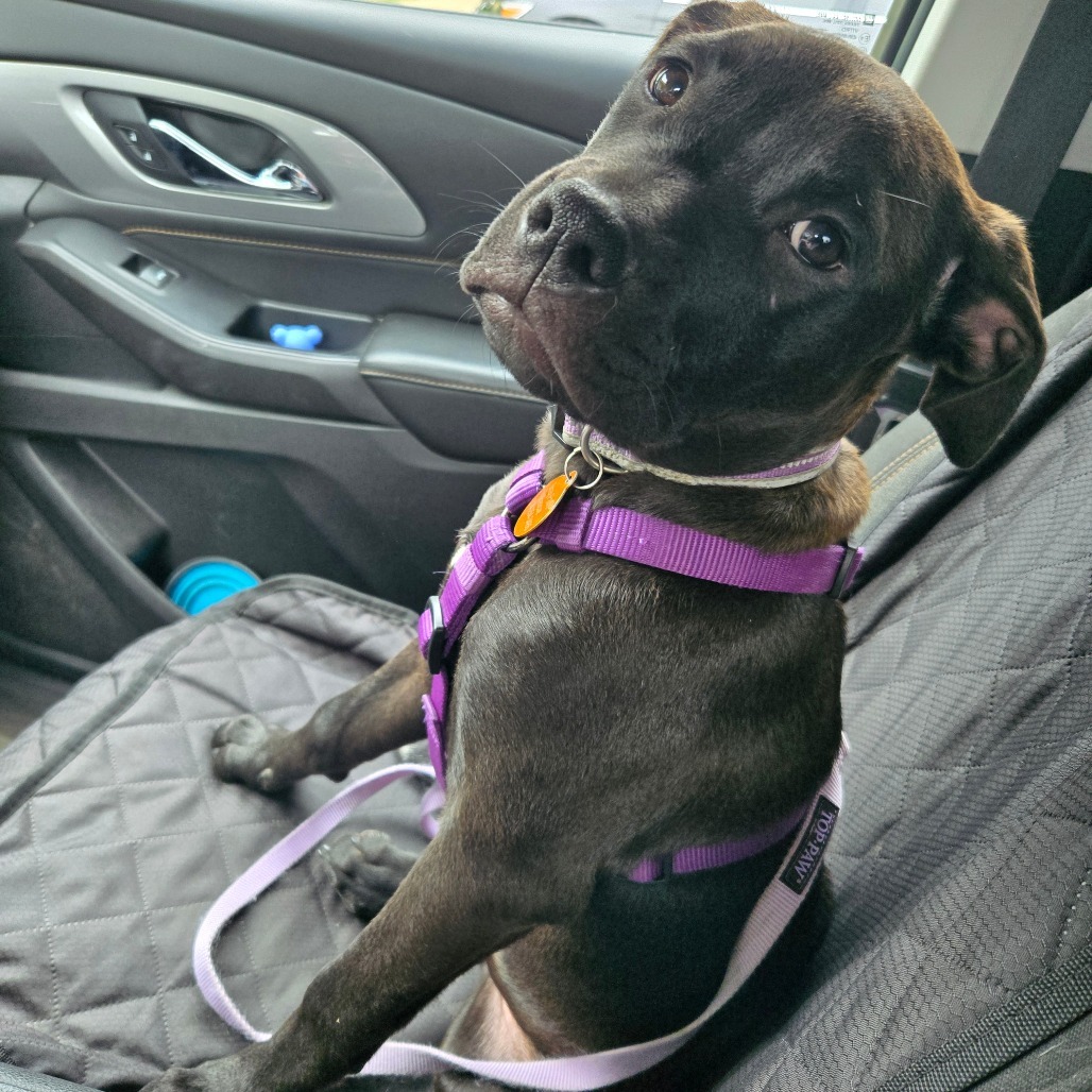 Maisy