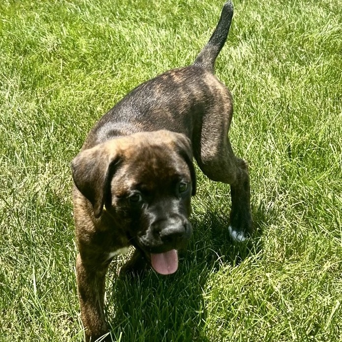 Marley
