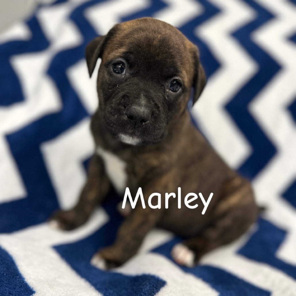 Marley