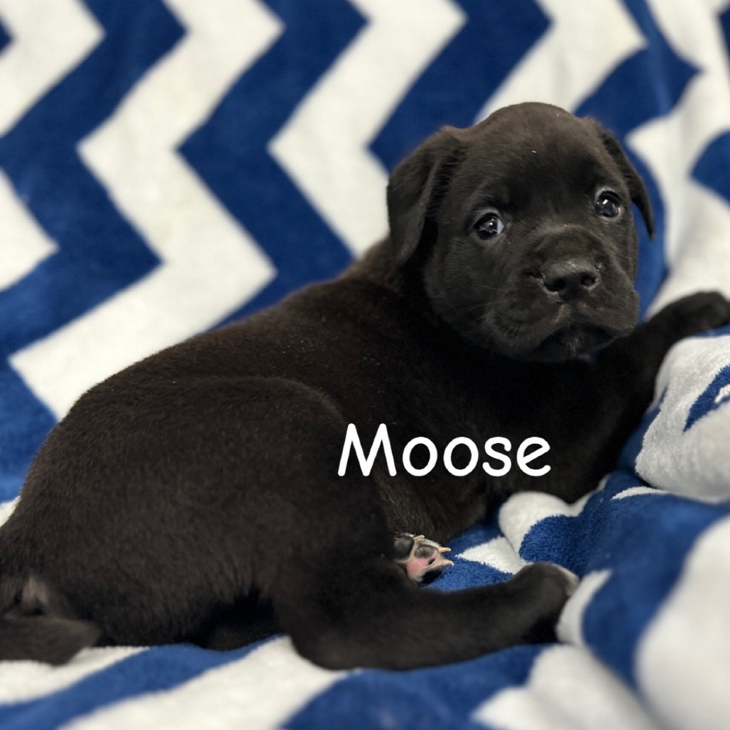 Moose