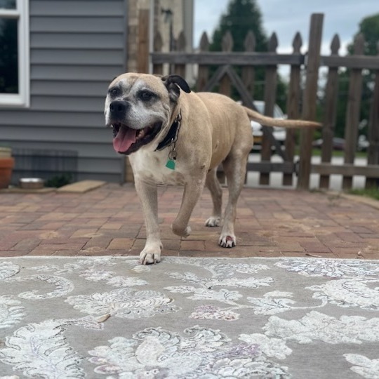 Booth - Fee Sponsored in Full *Adoption Pending*, an adoptable Bullmastiff, Mixed Breed in Alexandria, VA, 22314 | Photo Image 1