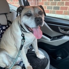 Booth - Fee Sponsored in Full *Adoption Pending*, an adoptable Bullmastiff, Mixed Breed in Alexandria, VA, 22314 | Photo Image 2