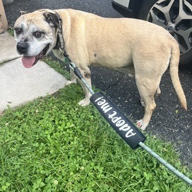 Booth - Fee Sponsored in Full *Adoption Pending*, an adoptable Bullmastiff, Mixed Breed in Alexandria, VA, 22314 | Photo Image 3