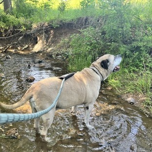 Booth - Fee Sponsored in Full *Adoption Pending*, an adoptable Bullmastiff, Mixed Breed in Alexandria, VA, 22314 | Photo Image 5